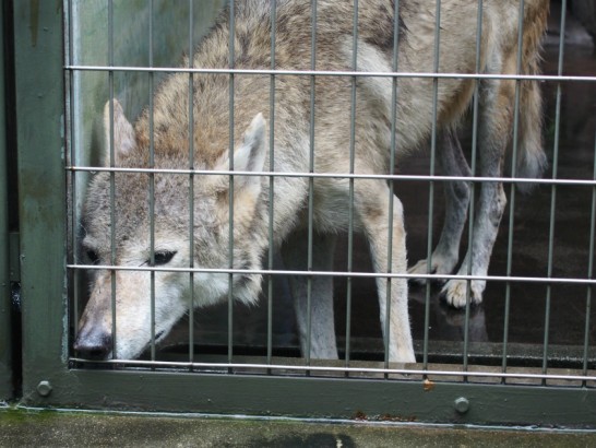 天王寺動物園のオオカミ