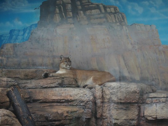 天王寺動物園のジャガー