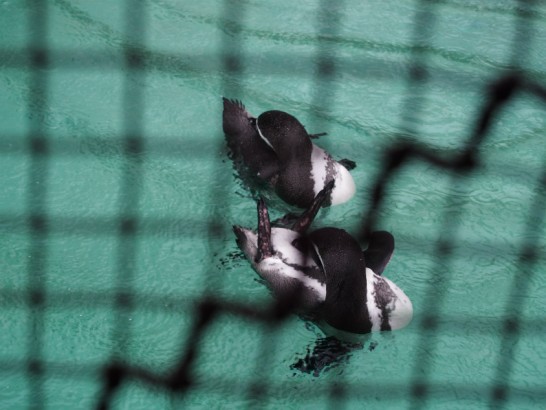 天王寺動物園ペンギン