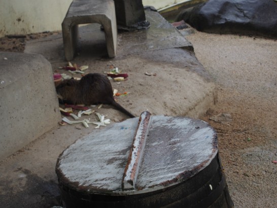 天王寺動物園野菜を食べるげっ歯類