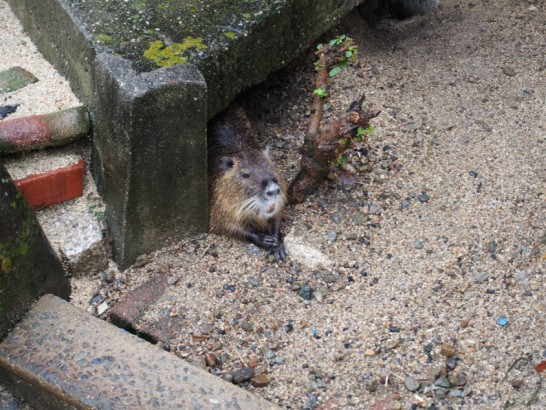 天王寺動物園カピバラっぽい動物