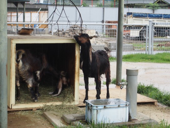 天王寺動物園のヤギ