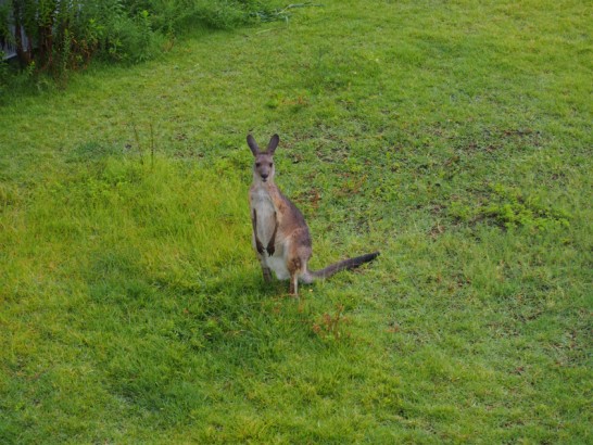 天王寺動物園のカンガルー