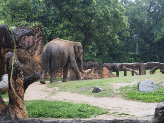 天王寺動物園のゾウ散歩