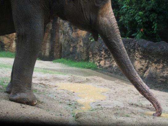 天王寺動物園のゾウの伸びた鼻