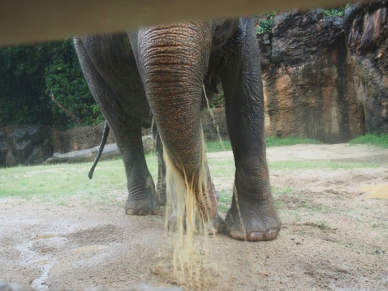 天王寺動物園のゾウの水飲み