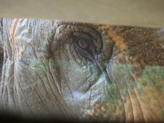 天王寺動物園のゾウの目