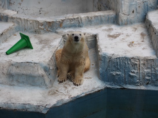 天王寺動物園のホッキョクグマ