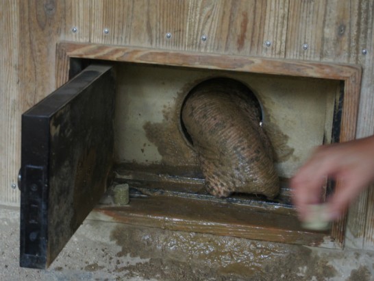 天王寺動物園の象の鼻