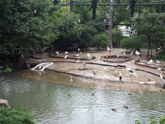 天王寺動物園の鳥の楽園2