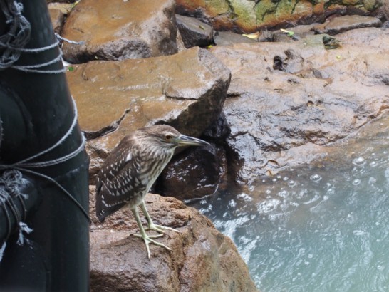 天王寺動物園の鳥の楽園