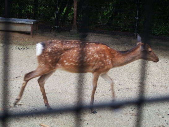 天王寺動物園のシカ2