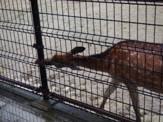 天王寺動物園のシカ