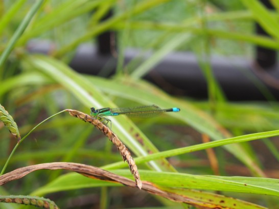 ニサンザイ古墳で見つけたトンボ