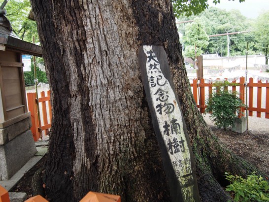 百舌鳥八幡宮天然記念物