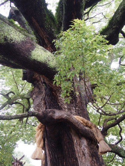 百舌鳥八幡宮くすのき