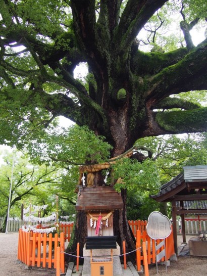 百舌鳥八幡宮大くす