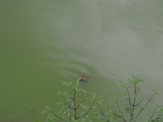 御廟山古墳の亀