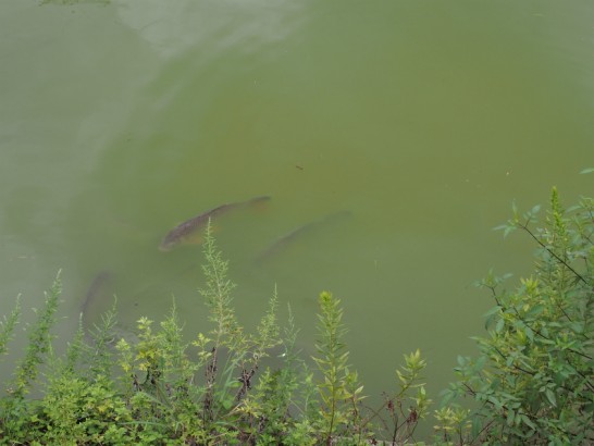御廟山古墳の鯉