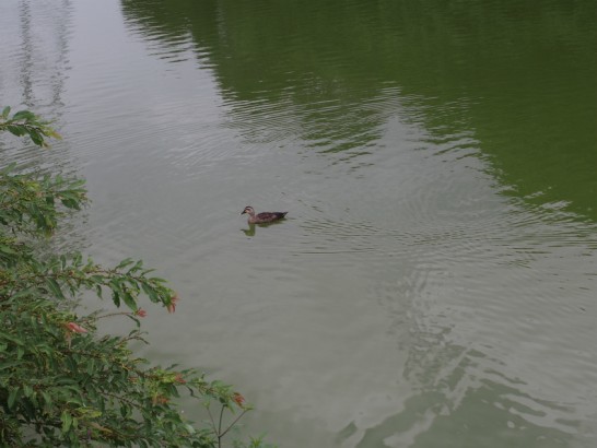 御廟山古墳の寄ってくる鴨