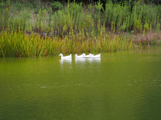 御廟山古墳並んで泳ぐアヒル