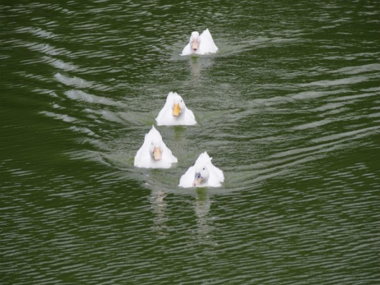 御廟山古墳のこっちへ来るアヒル
