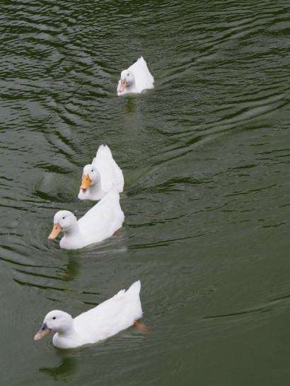 御廟山古墳の並んだアヒル