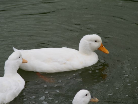 御廟山古墳のアヒル