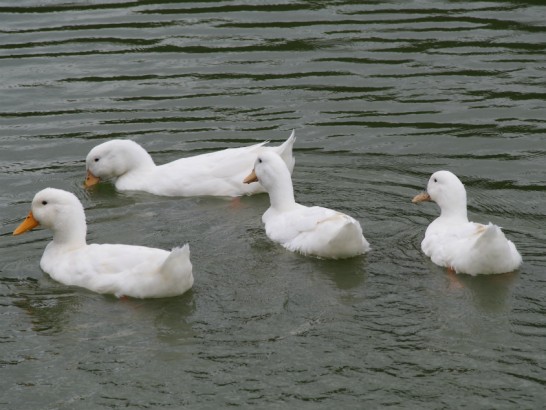 御廟山古墳の離れていくアヒル