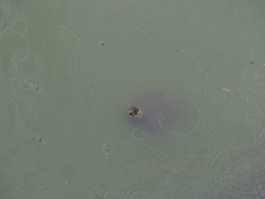 いたすけ古墳の亀