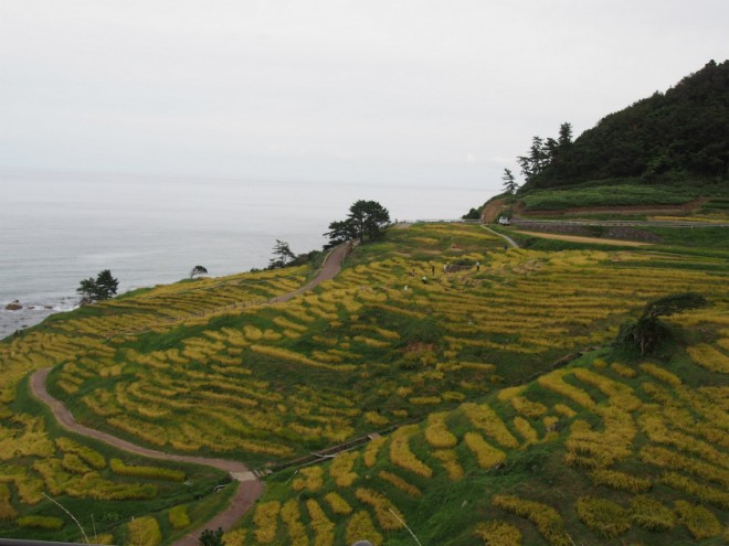 千枚田を一望