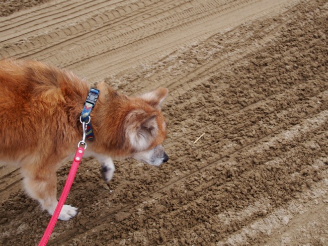 千里浜なぎさドライブウェイを散歩