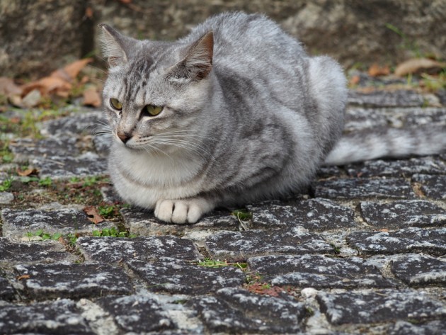 大泉緑地の可愛いキジ猫