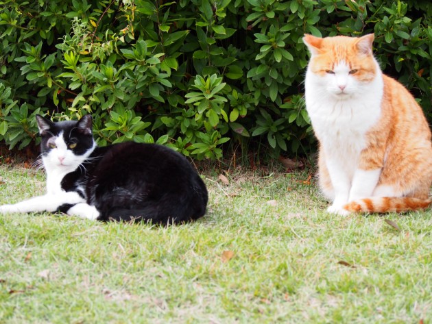 大泉緑地の人懐こい猫