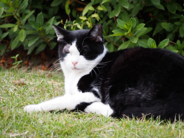 大泉緑地横たわるブチネコ