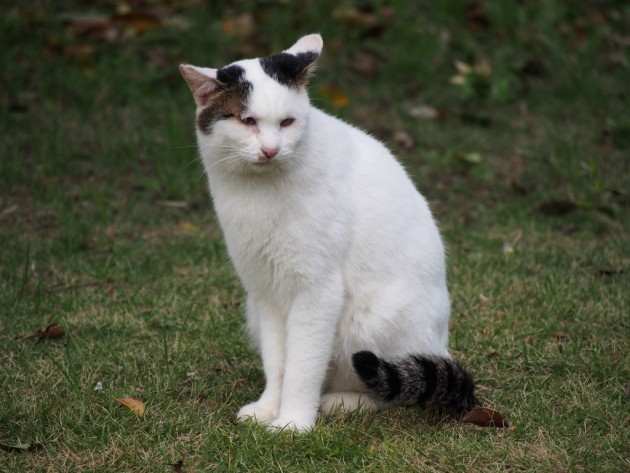 大泉緑地のぶちゃ猫
