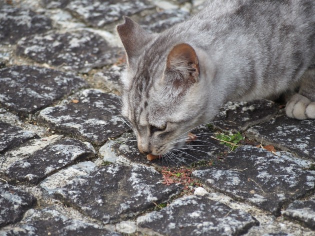 大泉緑地のキジ猫