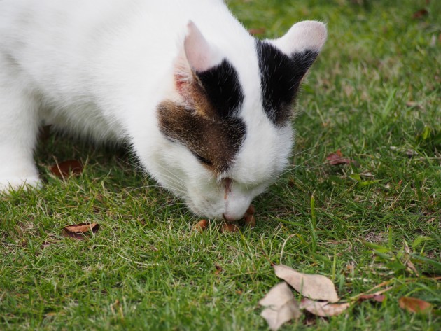 大泉緑地のブチネコ