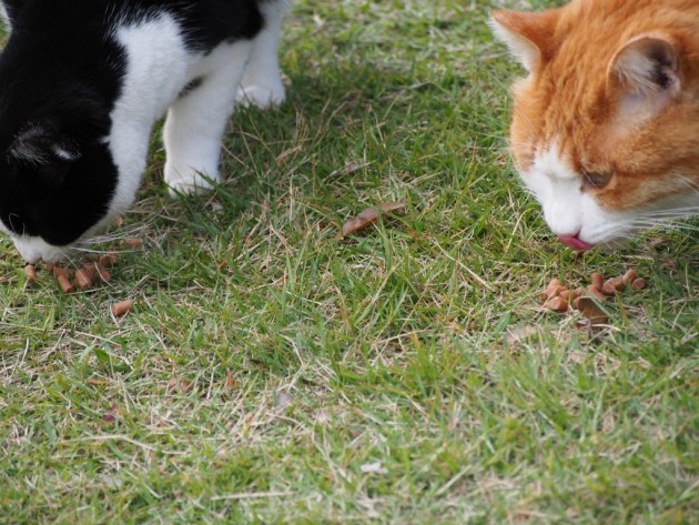 大泉緑地のノラ猫エサ