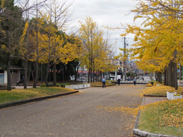 大泉緑地のイチョウ