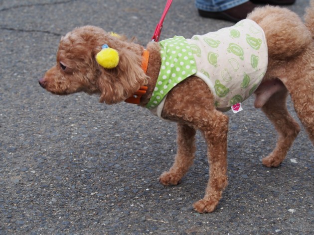 大泉緑地凝視するマオ