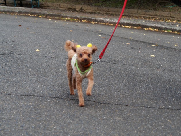 大泉緑地でのマオ