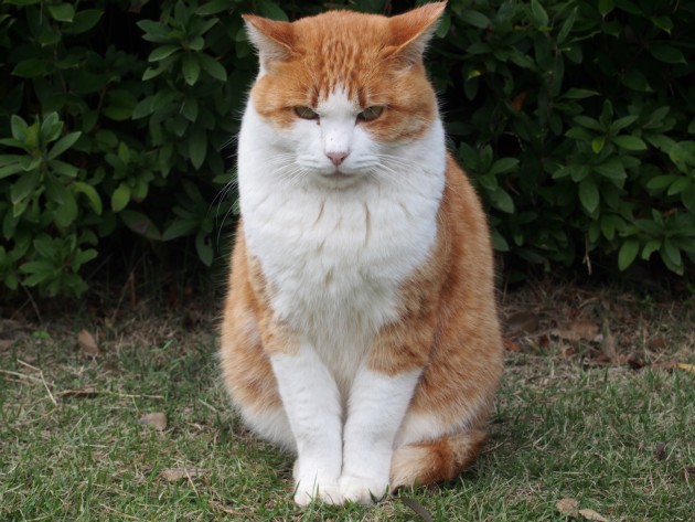 大泉緑地のデブネコ