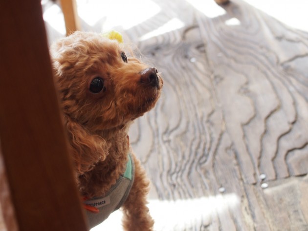 オッターテイルでのマオ２