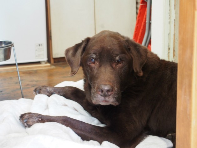 オッターテイル_看板犬