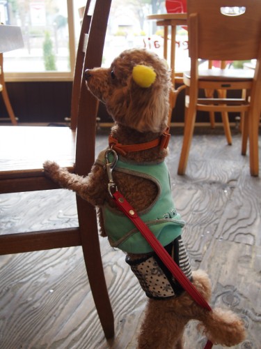 オッターテイルでのマオ