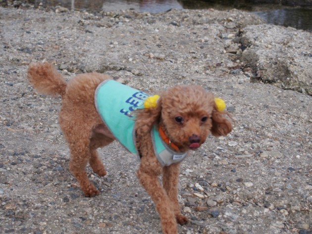 舌が出てるマオ