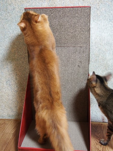 ガリガリウォールスクラッチャーを堪能するピノ