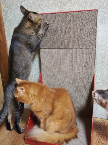 ガリガリウォールスクラッチャー