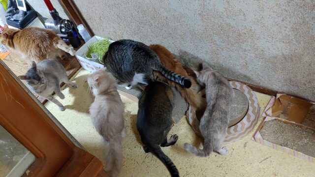 多頭飼いしている猫たち